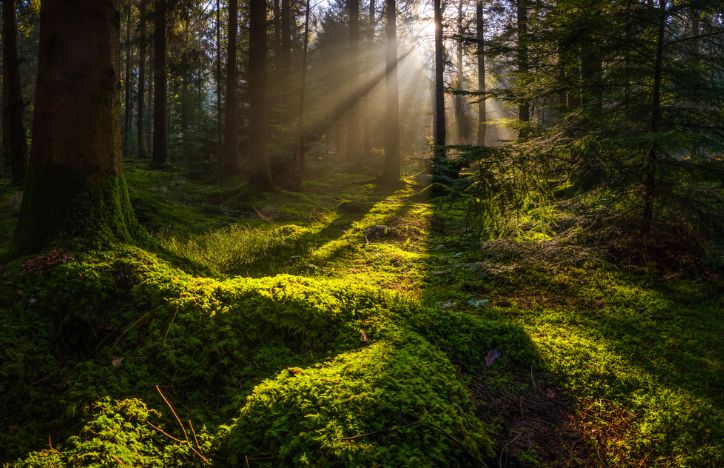 Woodland Area With The Sun Shining Behind The Trees