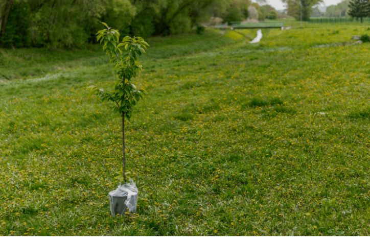A Tree Being Planted