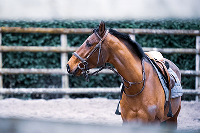 “But he was never lame with us” – the manifestation of equine injuries and health issues following sale (1)