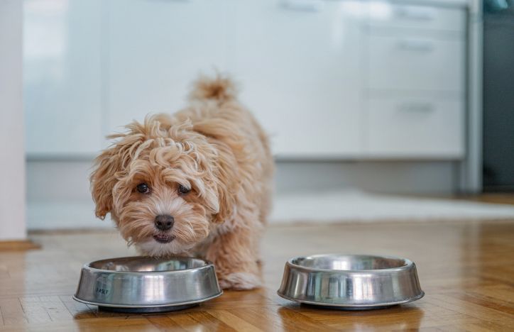 Small Dog Eating Food From Bowl