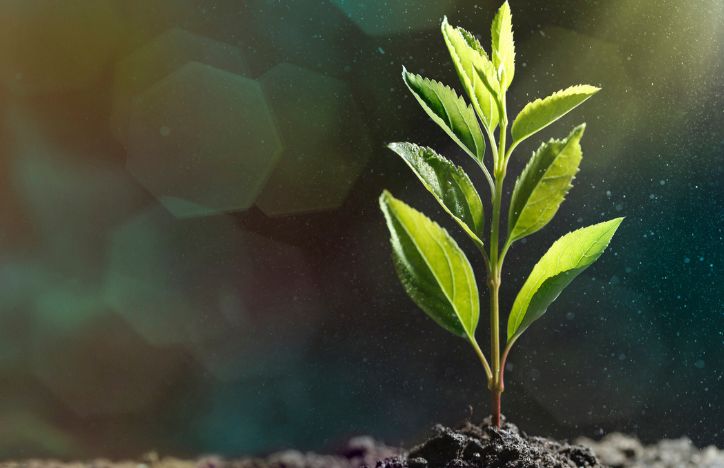 A Plant With Green Leaves Growing In Soil