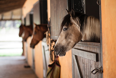 Professional horse riders – do you need a written contract with your owners?