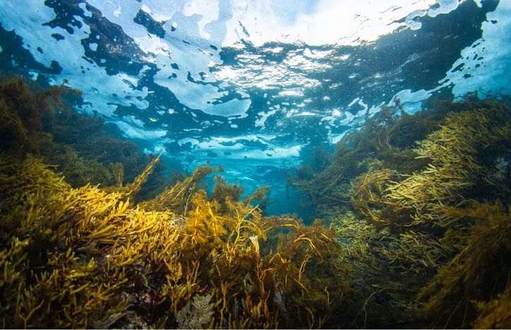 View Underwater With Kelp