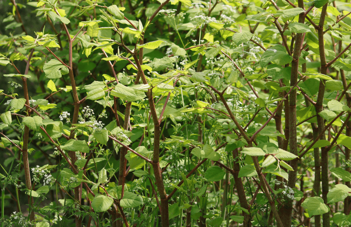 Japanese Knotweed (1)