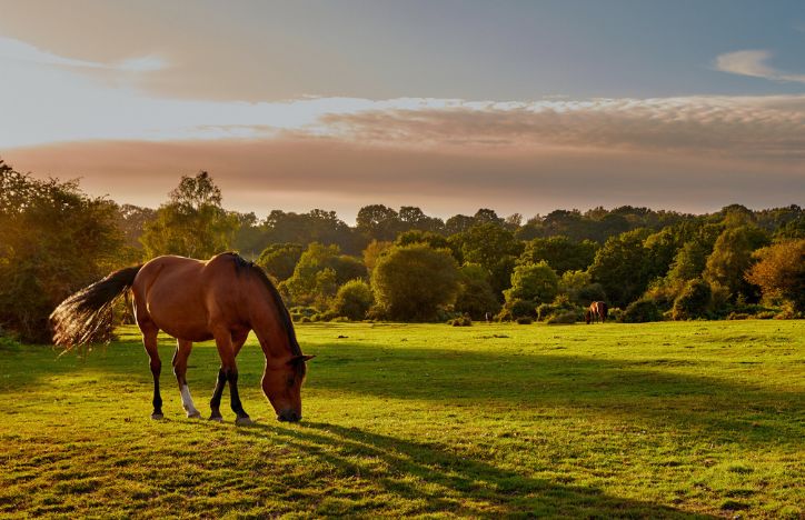 Horse Grazing On Farmland