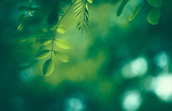 Green Leaves On A Tree With A Blurred Background