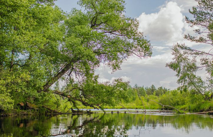 River In A Forest