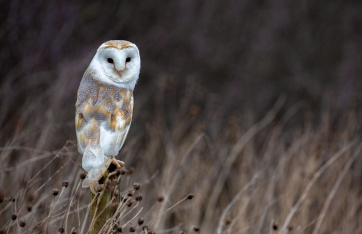 Barn Owl In Natural Habitat