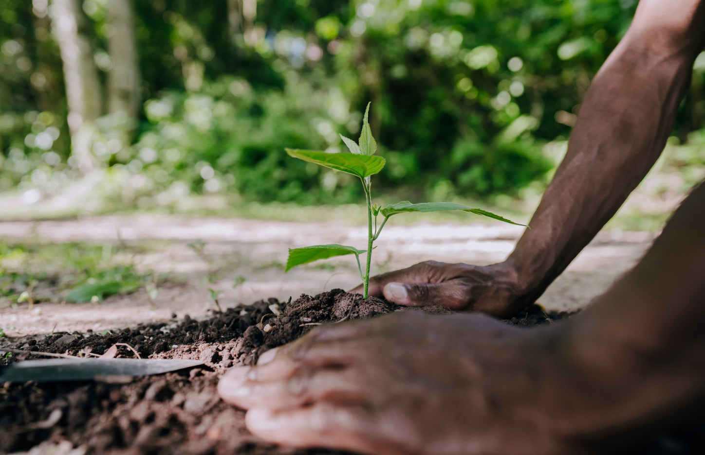 Man Planting A Tree