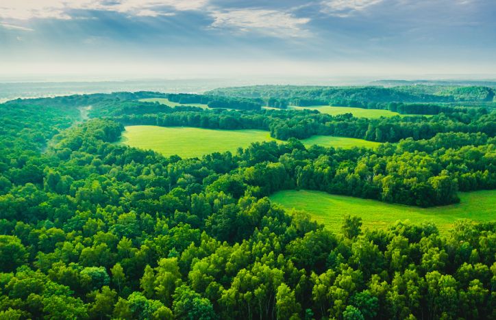Aerial View Of Forest And Fields