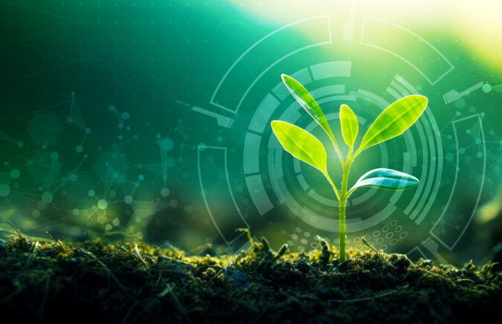 Environmental Restoration Young Plant Sprouting