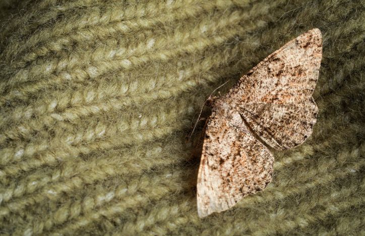 Clothes Moth