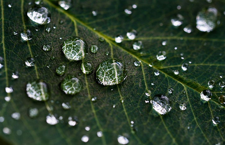 Water Droplets Sitting On A Leaf