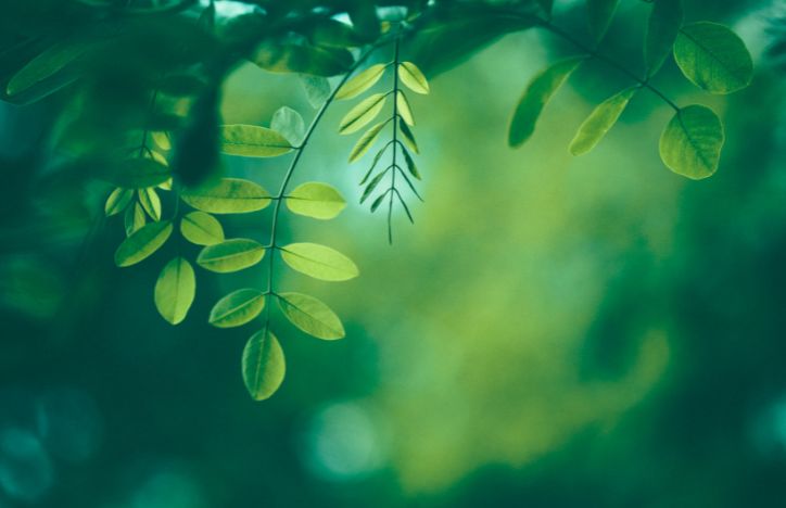 Green Leaves